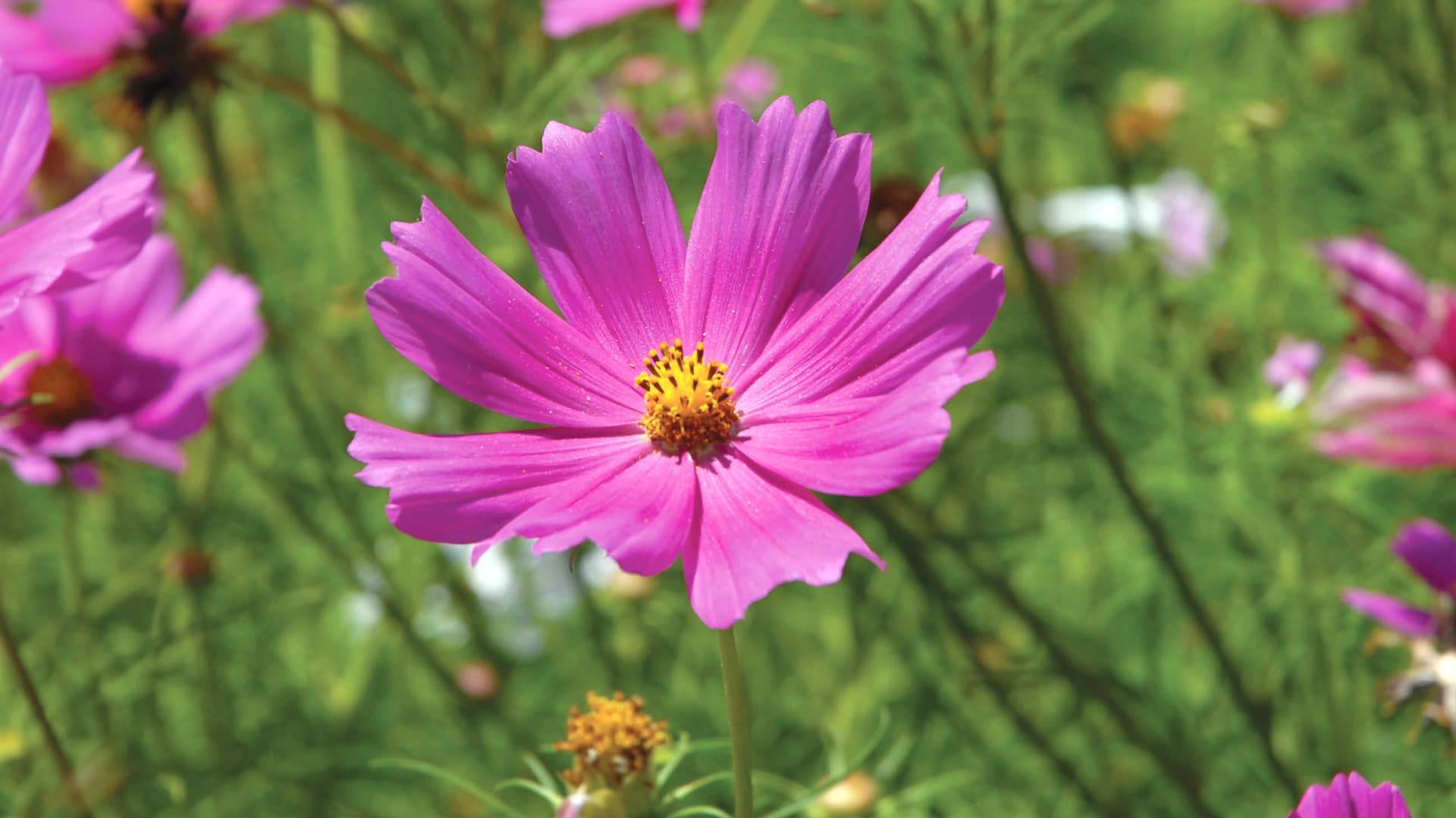 El cosmos soporta la falta de agua, el sol intenso y sus flores le dan al jardín un estilo silvestre