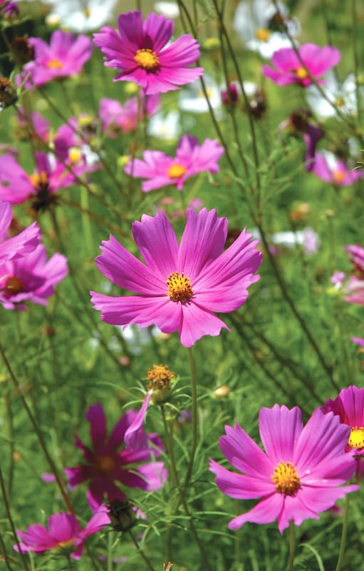 El cosmos soporta la falta de agua, el sol intenso y sus flores le dan al jardín un estilo silvestre