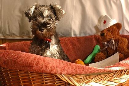 El costo de mantener a una mascota