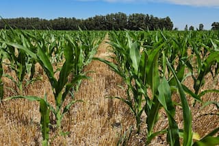 El maíz de segunda se abre paso en el sudeste bonaerense
