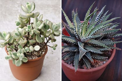 El Cotyledon (izquierda) es un género que resiste a la falta de agua y la Haworthia, ideal para principiantes, tolera bien la sombra.