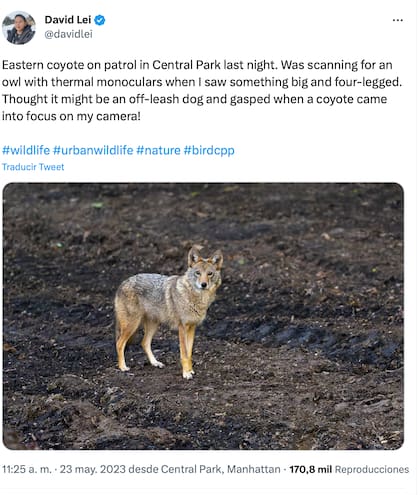El coyote sorprendió al fotógrafo, quien lo confundió con un perro sin correa