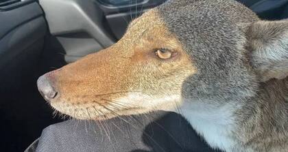 El coyote también parecía un perro