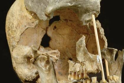 El cráneo de una hembra humana moderna de Zlaty Kun. Imagen tomada el 7 de abril de 2021 en el museo Nacional de Praga (Foto: AFP/Archivos)