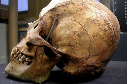 El cráneo del cacique Tehuelche que fue exhibido en Francia