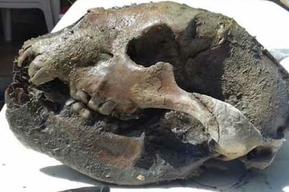 Fue descubierto a orillas del río Salado; pertenecería a un oso que vivió hace 120 mil años