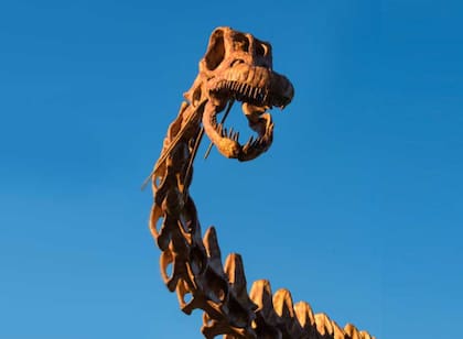El cráneo del Patagotitan mayorum
