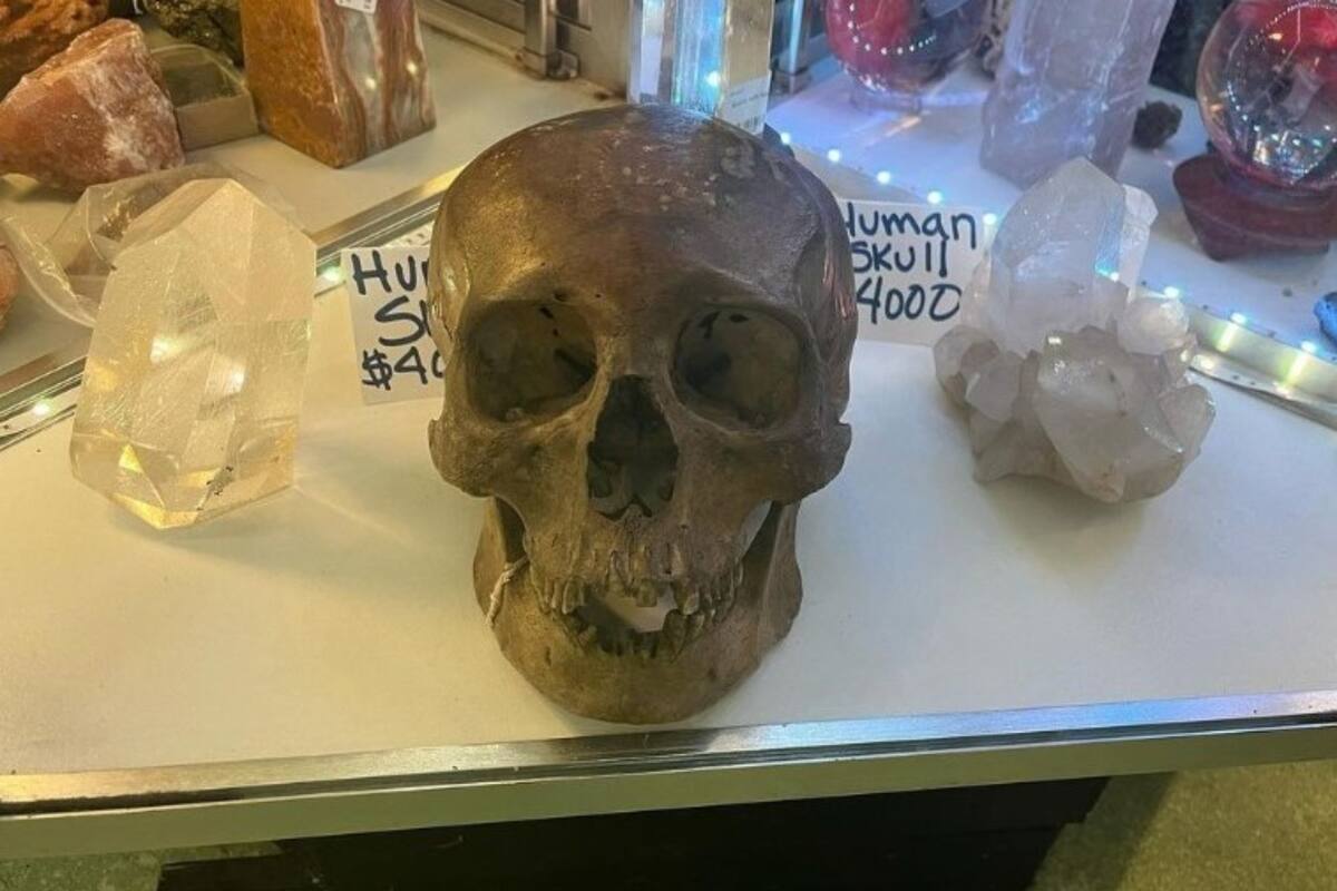 El cráneo humano fue encontrado por una antropóloga en la sección de Halloween
