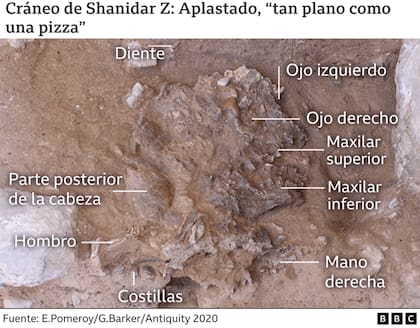 El cráneo también estaba prácticamente presente, pero aplastado en una capa de 2 cm de espesor