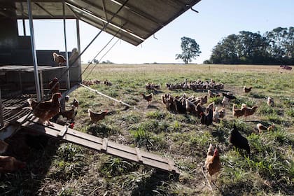 El creador del modelo es Joel Salatin, un granjero agroecológico que desarrolló una estructura que permite tener a los pollos bajo control y también moverlos para que coman pasto fresco.