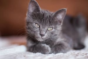 El crecimiento de los gatos es un dato importante a tener en cuenta (Foto Pexels)