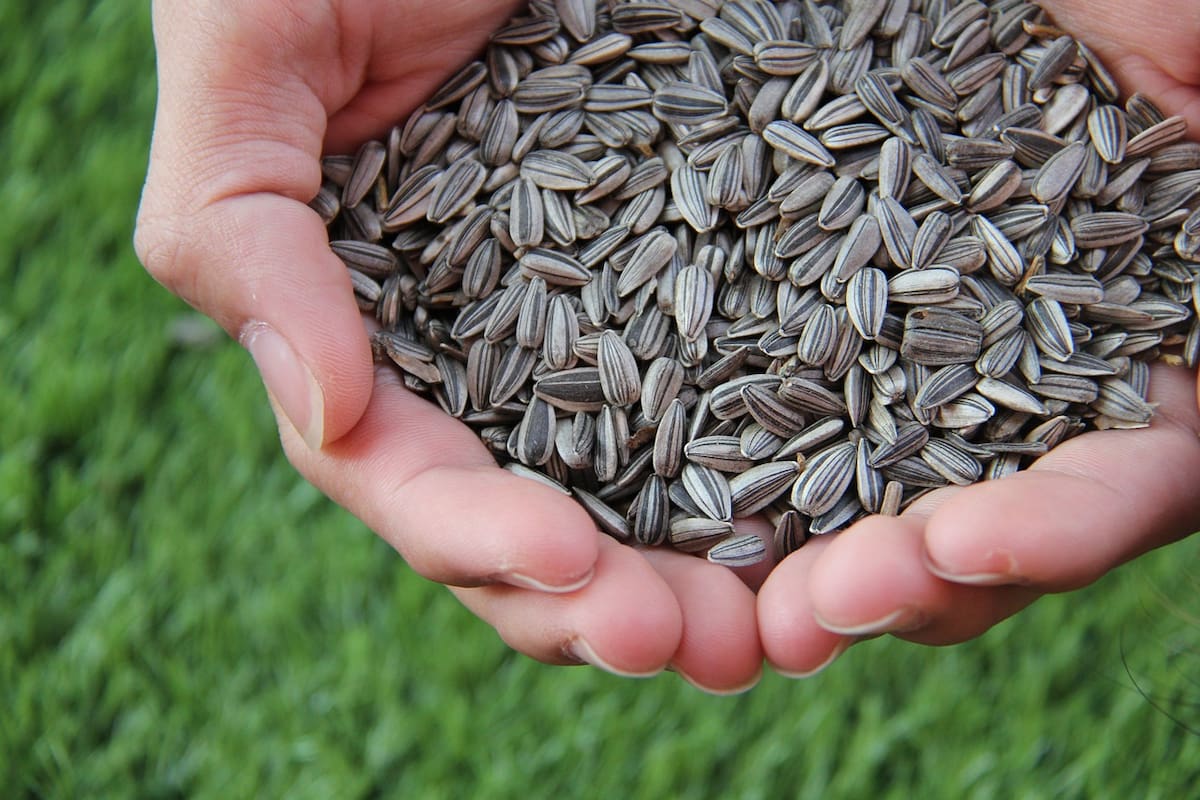 El crecimiento del cultivo fue en todas las zonas