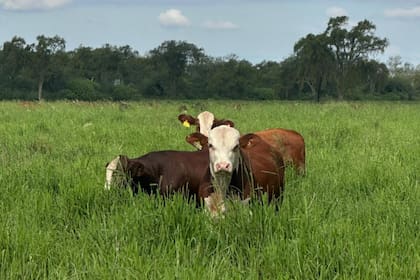 El crecimiento está impulsado, casi en un 100%, en la producción agrícola-ganadera