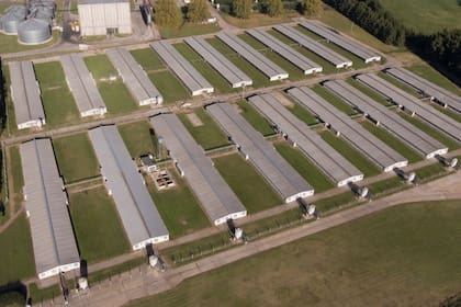 El criadero de Cabaña Argentina en Roque Pérez, donde se realiza todo el circuito productivo
