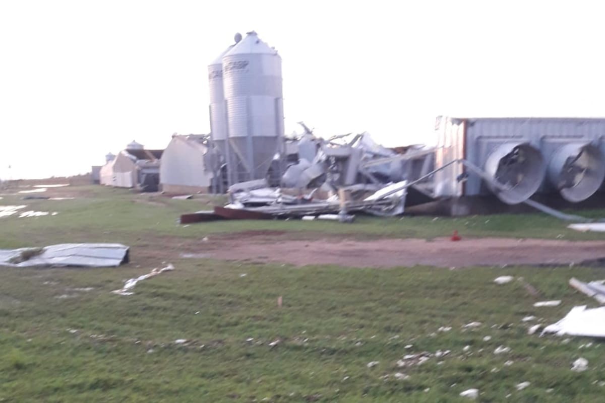 El criadero de pollos destruido en la zona de San Ambrosio, a unos 15 kilómetros de la ciudad de Río Cuarto