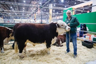 En Palermo juegan los mejores toros y vacas del país con los DT de lujo