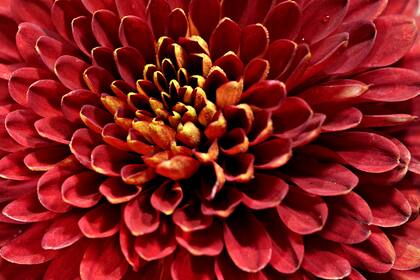 El crisantemo, además de tener flores coloridas, es muy útil para filtrar benceno