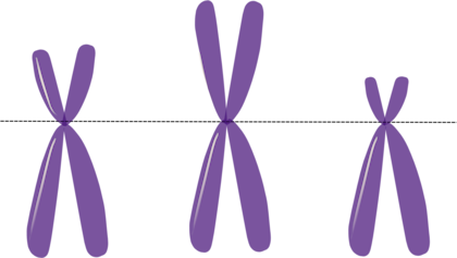 El cromosoma X es el responsable de la transferencia genética de la inteligencia