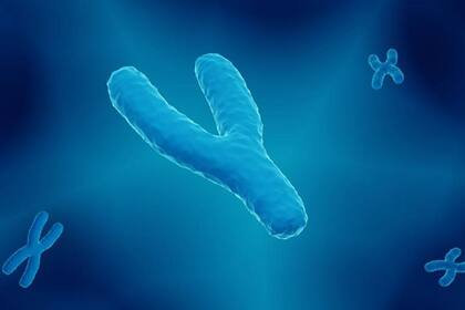 El cromosoma Y determina el sexo masculino. Su par, el X -que aparece doble en mujeres- fue secuenciado en 2005