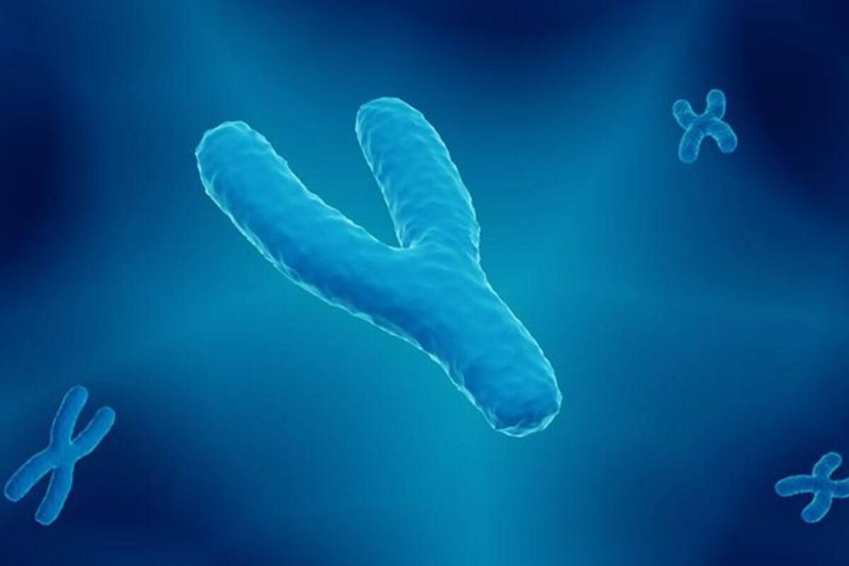 El cromosoma Y determina el sexo masculino. Su par, el X -que aparece doble en mujeres- fue secuenciado en 2005