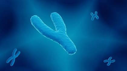 El cromosoma Y determina el sexo masculino. Su par, el X -que aparece doble en mujeres- fue secuenciado en 2005