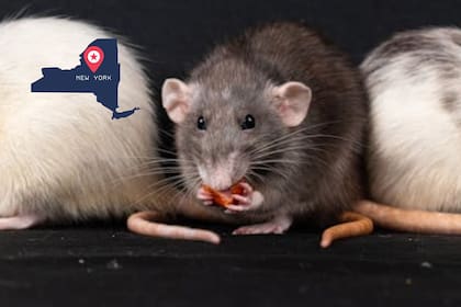 El crudo invierno de Nueva York podría tener una posible ventaja al disminuir la población de ratas en la Gran Manzana (Pexels/Nikolett Emmert)
