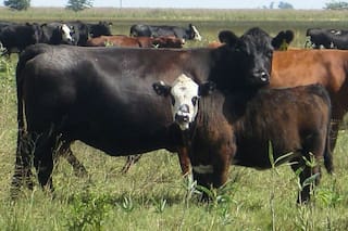 Cruzamientos: una poderosa herramienta para producir más carne