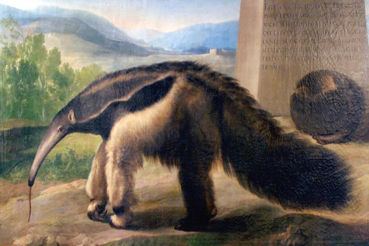 El cuadro que se le atribuye a Goya y que se exhibe en el Museo de Ciencias Naturales de Madrid