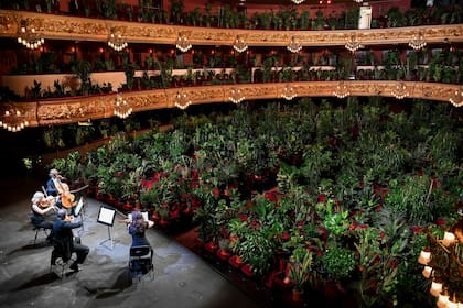 El Cuarteto Uceli se presentó ante una audiencia hecha de plantas durante un concierto creado por el artista español Eugenio Ampudia y que luego se transmitirá para conmemorar la reapertura del Gran Teatro Liceu en Barcelona