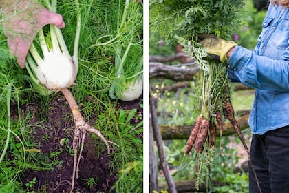 El cuarto creciente es la fase óptima para plantar y trasplantar, porque la circulación ascendente de la savia favorece una recuperación más rápida
