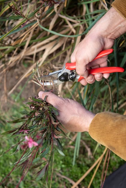 El cuarto menguante es el período más indicado para podar porque la savia vuelve a concentrarse en las raíces y permite que la planta se recupere más rápido