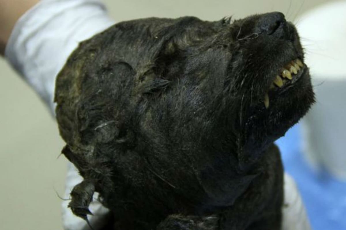 El cuerpo del animal fue hallado de manera sorprendente en excelente estado de conservación