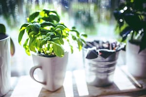 Cuáles son las claves para cultivar una albahaca llena de sabor
