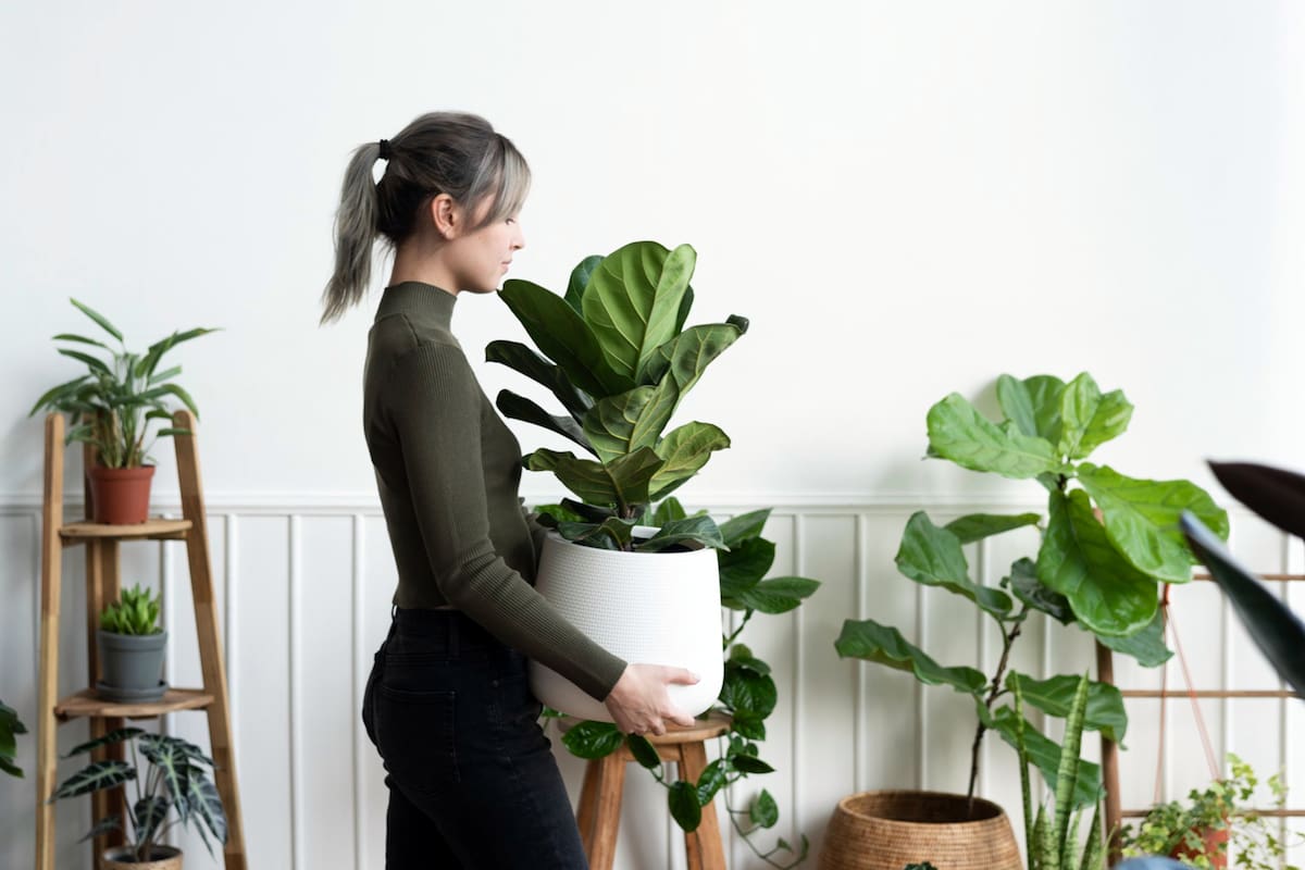 El cuidado de las plantas de interior cambia según la estación, y en invierno, ajustar la frecuencia de riego es esencial para mantenerlas saludables (Archivo)