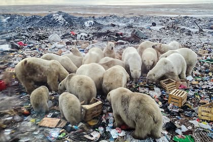 El cuidado del entorno y la convivencia con las demás especies serán clave