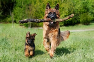 El cuidado dental en los perros es un aspecto fundamental para garantizar su bienestar