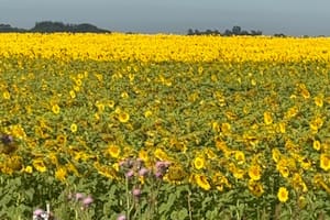 Proyectan una siembra de 3 millones de hectáreas de un cultivo que es un boom
