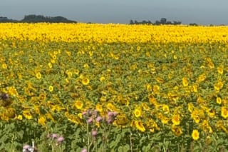 Proyectan una siembra de 3 millones de hectáreas de un cultivo que es un boom