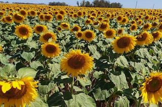 Girasol: qué está pasando con los costos y el margen