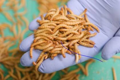 El cultivo de insectos demanda menos tierra que la agricultura