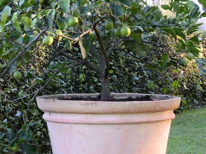 El cultivo de limoneros en macetas es cada vez más popular