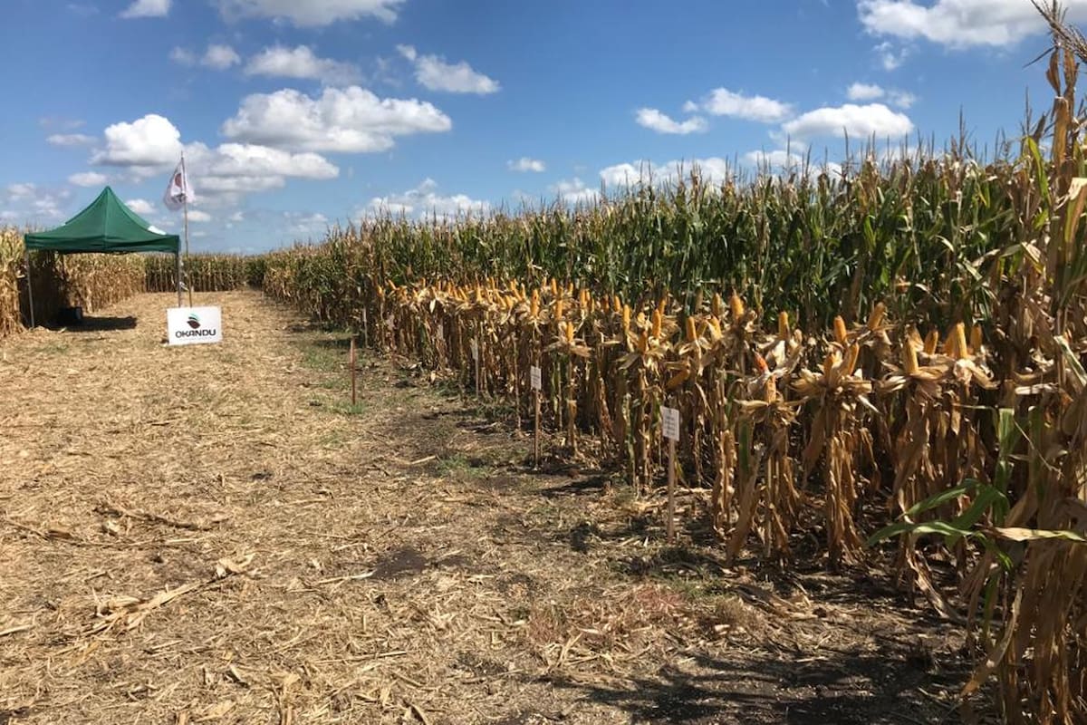 El cultivo de maíz es el que mejor responde a la tecnología aplicada