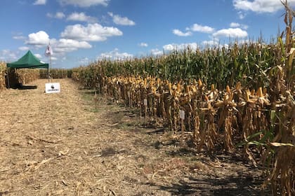 El cultivo de maíz es el que mejor responde a la tecnología aplicada