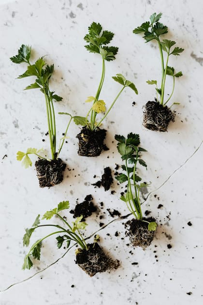 El cultivo de perejil en casa resulta sencillo y accesible