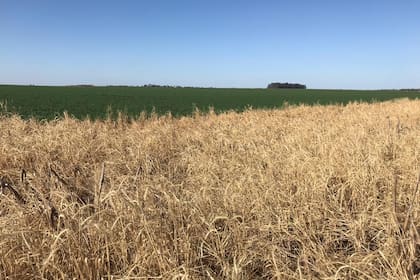 El cultivo de servicio ofrece muchos beneficios