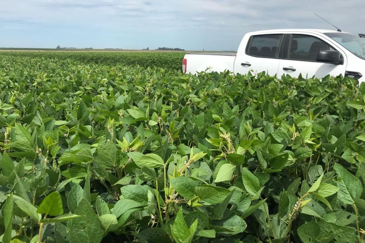 El cultivo de soja se caracteriza por ser muy eficiente en el uso de recursos y por tener gran habilidad para compensar déficits en su desarrollo, tanto a nivel de órganos vegetativos como a nivel reproductivo