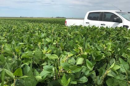 El cultivo de soja se caracteriza por ser muy eficiente en el uso de recursos y por tener gran habilidad para compensar déficits en su desarrollo, tanto a nivel de órganos vegetativos como a nivel reproductivo