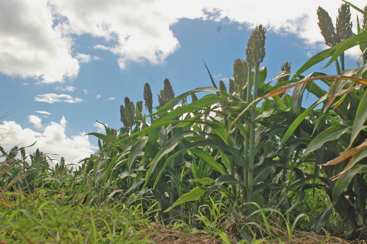 El cultivo, en el caso para forraje, puede ser un recurso estratégico