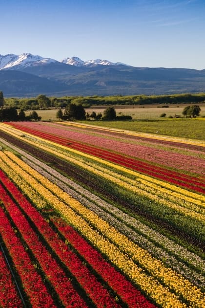 El cultivo es de 2.300.000 bulbos de 27 variedades de tulipanes, de distintos tonos que van del blanco al negro