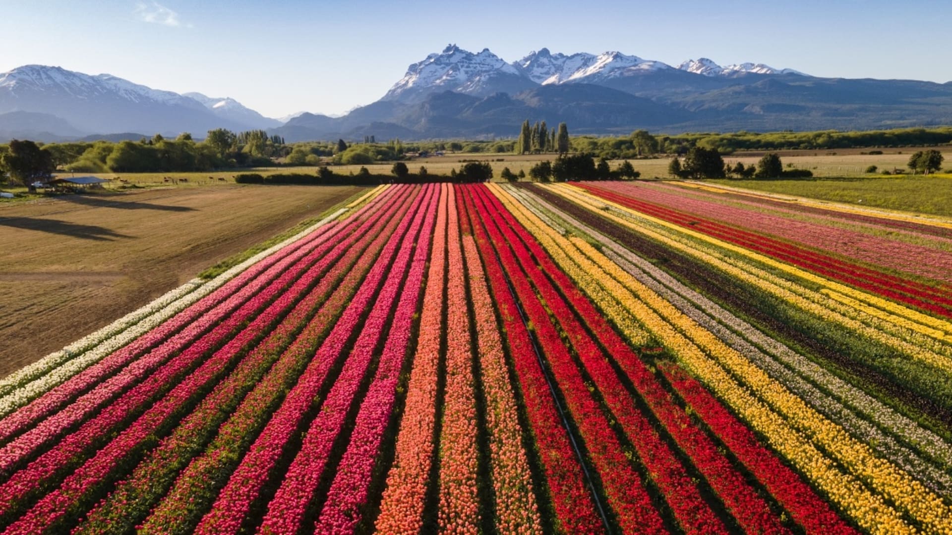 El cultivo es de 2.300.000 bulbos de 27 variedades de tulipanes, de distintos tonos que van del blanco al negro